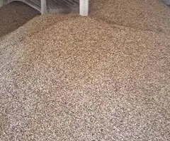 Vând Porumb, Grâu și Floarea-Soarelui – Producție 2025 – Căldăraru, Argeș