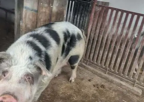 Vând Scroafă Mare (250-280 kg) – Localitatea Apa – Preț 9 lei/kg