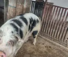 Vând Scroafă Mare (250-280 kg) – Localitatea Apa – Preț 9 lei/kg