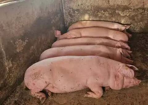 Porci de Vânzare Petin (Satu Mare) – 100-200 kg – Sacrificare la Fața Locului
