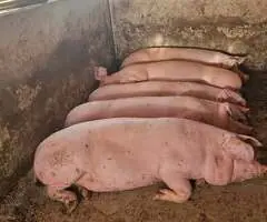 Porci de Vânzare Petin (Satu Mare) – 100-200 kg – Sacrificare la Fața Locului
