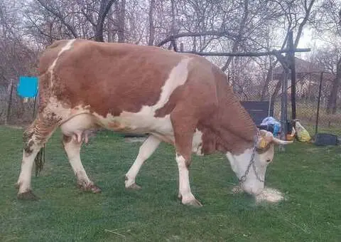 Vând Vacă Bălțată Românească de Lapte – 20L/zi Garantat – Cehu Silvaniei - 1/3