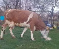 Vând Vacă Bălțată Românească de Lapte – 20L/zi Garantat – Cehu Silvaniei