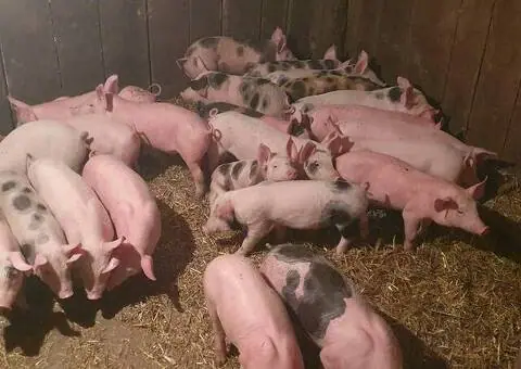 Vând Purcei 8 Săptămâni – Marele Alb, Pietrain și PIC – Vălenii Șomcutei - 1/4