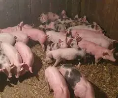 Vând Purcei 8 Săptămâni – Marele Alb, Pietrain și PIC – Vălenii Șomcutei