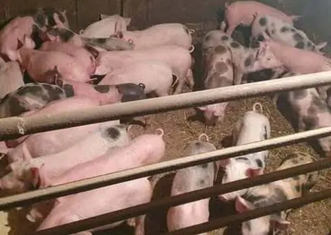 Vând Purcei 8 Săptămâni – Marele Alb, Pietrain și PIC – Vălenii Șomcutei - 2/4