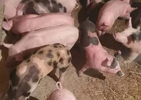 Vând Purcei 8 Săptămâni – Marele Alb, Pietrain și PIC – Vălenii Șomcutei - 3/4