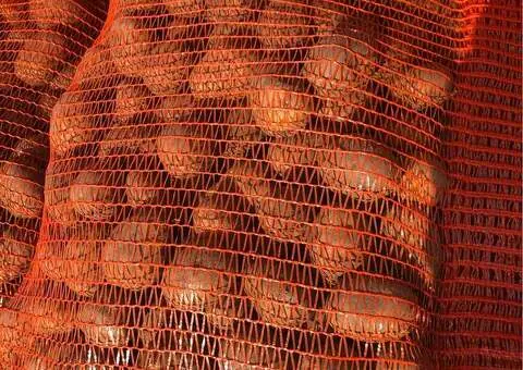 Cartofi de Sămânță Soi Soraya | Certificați Clasa B | Pașaport Fitosanitar - 2/3