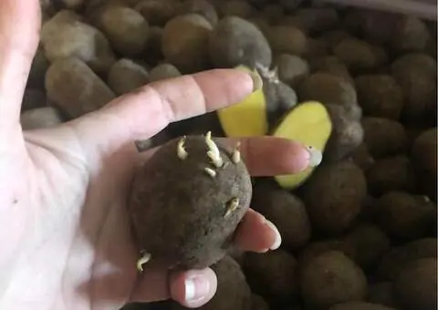 Cartofi de Sămânță Soi Soraya | Certificați Clasa B | Pașaport Fitosanitar - 3/3