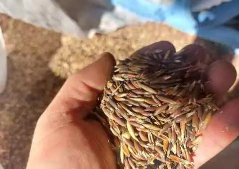 Ovăz negru, grâu și porumb de vânzare – recoltă 2025