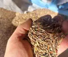 Ovăz negru, grâu și porumb de vânzare – recoltă 2025