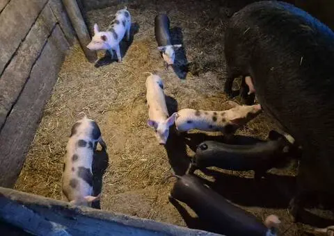 10 Purcei Marele Alb + Pietrain | Vârstă 7 Săptămâni | Județul Mureș