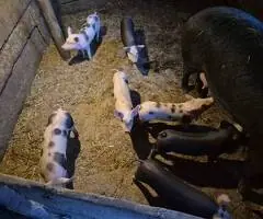 10 Purcei Marele Alb + Pietrain | Vârstă 7 Săptămâni | Județul Mureș