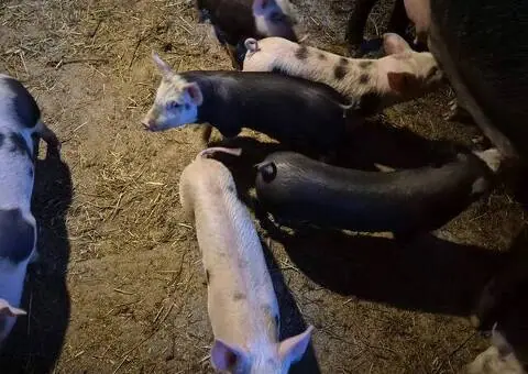 10 Purcei Marele Alb + Pietrain | Vârstă 7 Săptămâni | Județul Mureș - 2/2