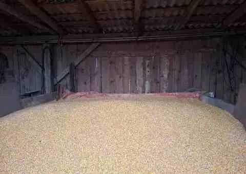 Ovăz negru, grâu și porumb de vânzare – recoltă 2025 - 2/2