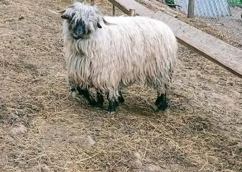 2 Oi la prima fătare + mieluțe | Grecești, Dolj - 1/4