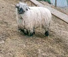 2 Oi la prima fătare + mieluțe | Grecești, Dolj