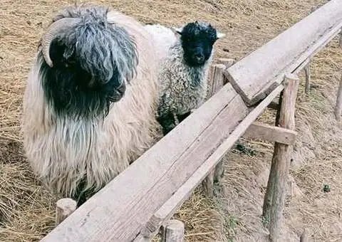 2 Oi la prima fătare + mieluțe | Grecești, Dolj - 3/4