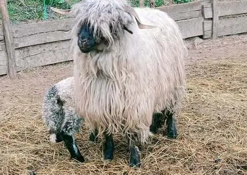 2 Oi la prima fătare + mieluțe | Grecești, Dolj - 4/4