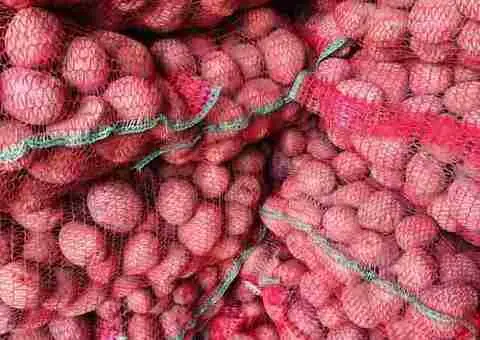 Vând cartofi de sămânță de calitate, potriviți pentru plantare în sezonul agricol. - 2/2