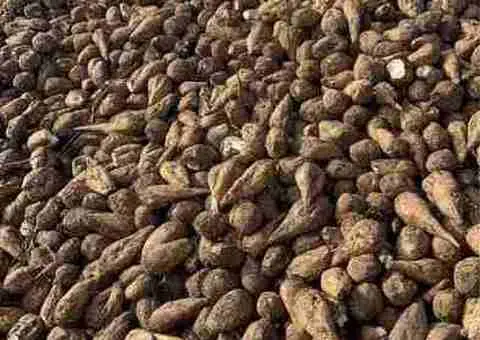 Sfeclă de zahăr de vânzare – 200 lei/tonă