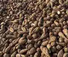 Sfeclă de zahăr de vânzare – 200 lei/tonă