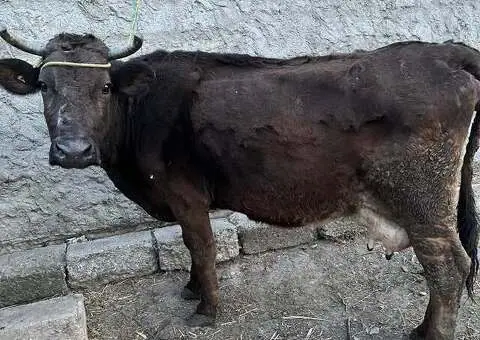 Vând Vacă de Lapte – La a 4-a Fătare – Vadu Pașii, Buzău