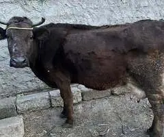 Vând Vacă de Lapte – La a 4-a Fătare – Vadu Pașii, Buzău