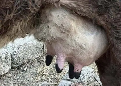 Vând Vacă de Lapte – La a 4-a Fătare – Vadu Pașii, Buzău - 2/2