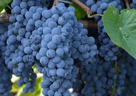 Viță de vie altoită - Soiuri de masă și vin - 7 Lei bucata - 1/3