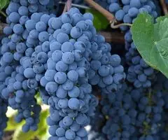 Viță de vie altoită - Soiuri de masă și vin - 7 Lei bucata