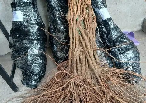 Viță de vie altoită - Soiuri de masă și vin - 7 Lei bucata - 2/3