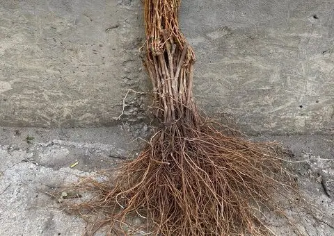 Viță de vie altoită - Soiuri de masă și vin - 7 Lei bucata - 3/3