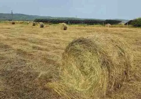 Baloti fân amestec cu lucernă – rotunzi 1,2 m - 2/2