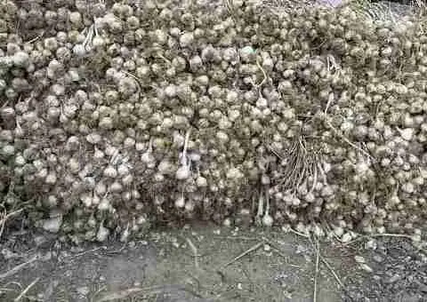 Usturoi românesc BIO – producție proprie – bun pentru consum și sămânță