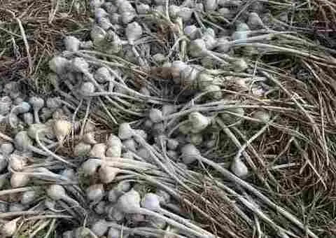 Usturoi românesc BIO – producție proprie – bun pentru consum și sămânță - 2/2