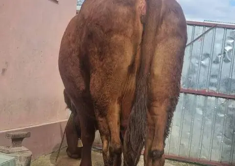 Vacă Bălțată Românească – Bună de lapte și jug – Onești, Bacău - 1/3