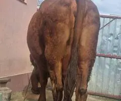 Vacă Bălțată Românească – Bună de lapte și jug – Onești, Bacău