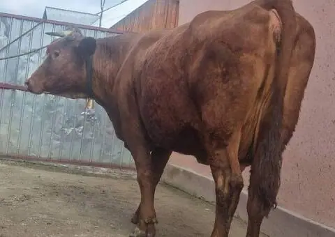 Vacă Bălțată Românească – Bună de lapte și jug – Onești, Bacău - 2/3