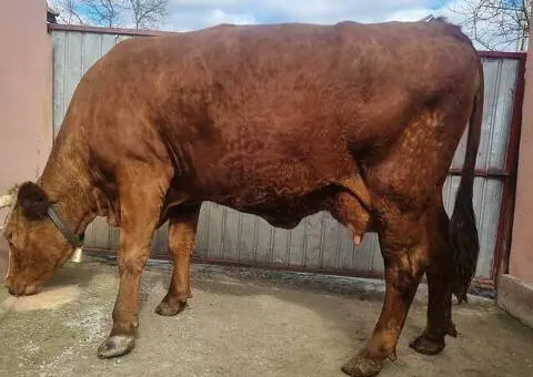 Vacă Bălțată Românească – Bună de lapte și jug – Onești, Bacău - 3/3