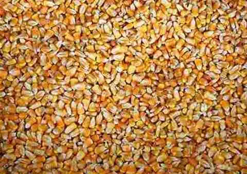 Porumb boabe uscat – recolta 2024–2025 | 1,35 lei/kg