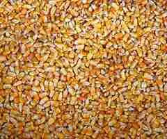 Porumb boabe uscat – recolta 2024–2025 | 1,35 lei/kg