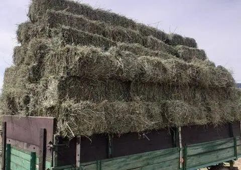 Baloți Lucernă Calitate Extra – Coasa 2, 3, 4, 5 - 2/3