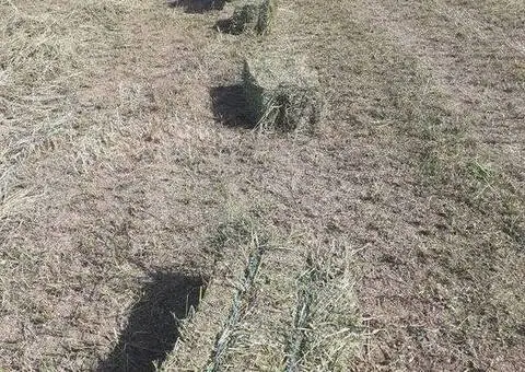 Baloți Lucernă Calitate Extra – Coasa 2, 3, 4, 5 - 3/3