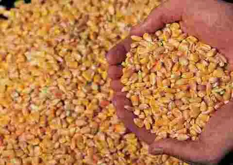 Porumb boabe uscat – recolta 2024–2025 | 1,35 lei/kg - 2/2