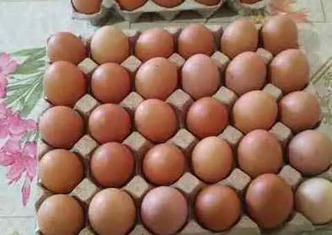 Ouă de găină de casă – proaspete, hrănite natural – 35 lei / cofrag (30 ouă)