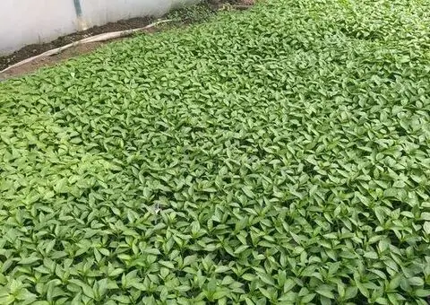 Răsaduri legume de vânzare – roșii, ardei, vinete, castraveți, țelină - 1/3