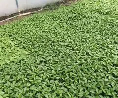 Răsaduri legume de vânzare – roșii, ardei, vinete, castraveți, țelină