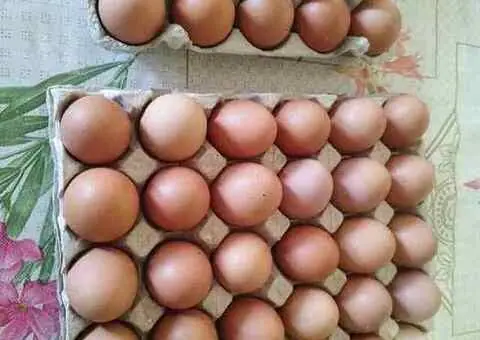 Ouă de găină de casă – proaspete, hrănite natural – 35 lei / cofrag (30 ouă) - 2/2