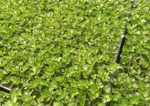 Răsaduri legume de vânzare – roșii, ardei, vinete, castraveți, țelină - 2/3